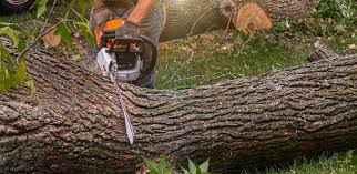 West Glendive, MT Tree Removal Services Company